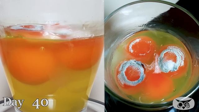 Raw Egg in Glass for 131 Days Timelapse - [4K] смотреть онлайн