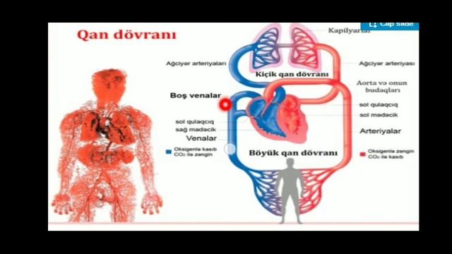 Ürəyin Quruluşu.Biologiya 8 Sinif