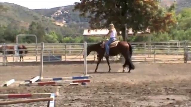SOLD !!! 2004 AQHA GELDING DOES IT ALL- WP/HUS/HSMP/TRAIL/WR/HUS/HSE/JUMPING QUIET! смотреть онлайн