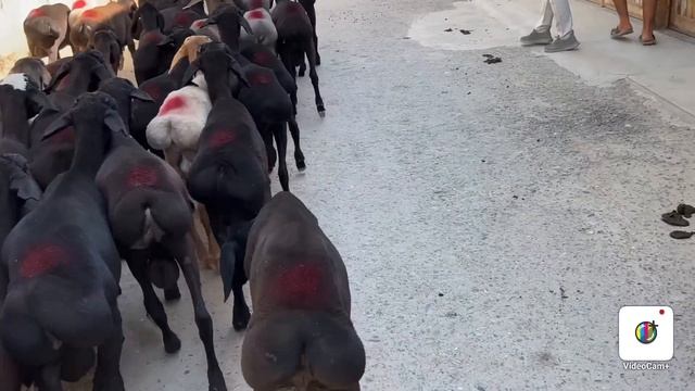 250-ta DAXSHAT QOZI QOCHQORLAR KELDI ☎️93-056-00-03 ☎️94-300-80-50 смотреть онлайн