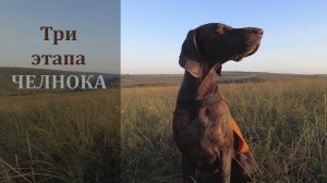 Три этапа челнока у легавой собаки.