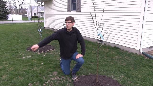 How to Grow Apple Trees - Complete Growing Guide смотреть онлайн
