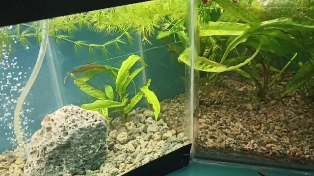 обзор рыбьего дома смотреть онлайн