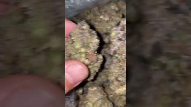 NEW STRAIN ALERT! BERNER'S "MINTZ" BIG APPLE By: COOKIES смотреть онлайн