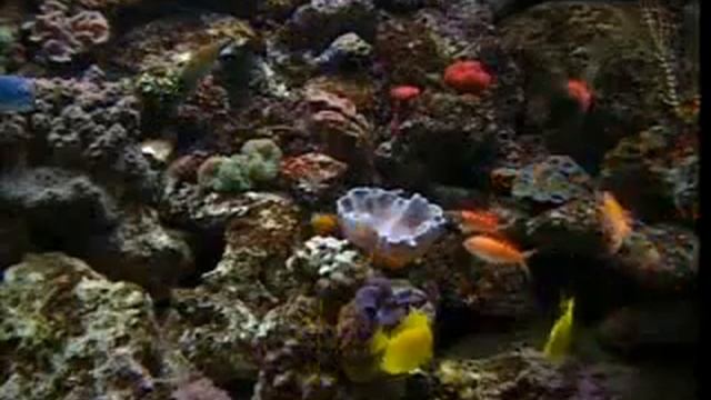 Aquarium Loop + Relaxing Music смотреть онлайн