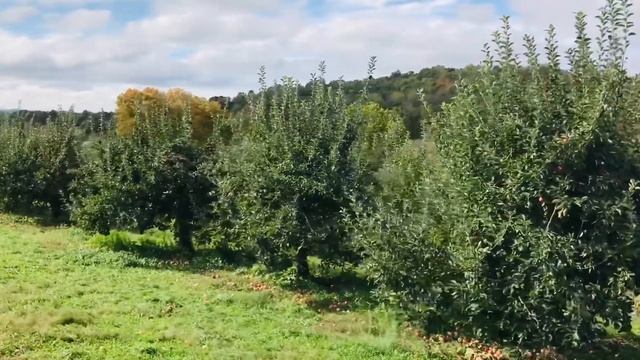 Amazing Apple Garden 2021 || Apple Village In New York || Apple Garden,Apple Harvest смотреть онлайн