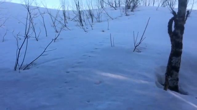 Ищем весной в Уральский горах тетеревиный ток | Странные следы в тайге | Охота в горах | Охотники