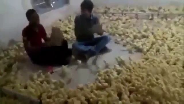 Музыка для цыплят смотреть онлайн