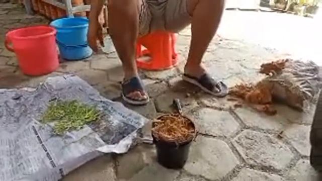 Aklimatisasi Gramma Shining Batu, Tertarik ??? смотреть онлайн