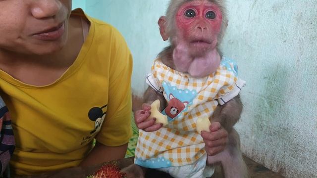 Baby monkey Bob has gradually recovered and is eating again смотреть онлайн