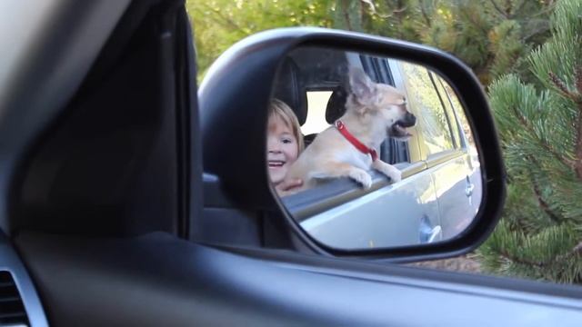 Cute Chihuahua Puppy looking out of the Car Window смотреть онлайн