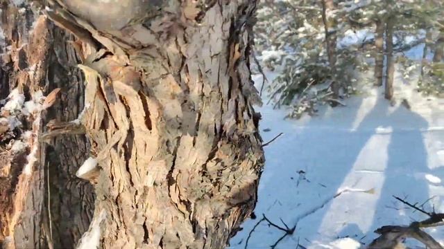 Аккумуляторная пила Интерскол ПЦА-12/36В в работе. Обрезка дерева смотреть онлайн