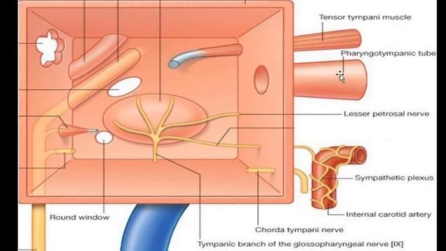 Anatomy of Ear and Mastoid // Dr. Krishna's ENT Lectures // Dr. Krishna Koirala // ENT Lectures смотреть онлайн
