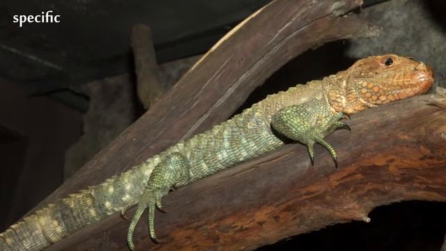 Details about Caiman lizard Specific information about animals Animal wikipedia series animal смотреть онлайн