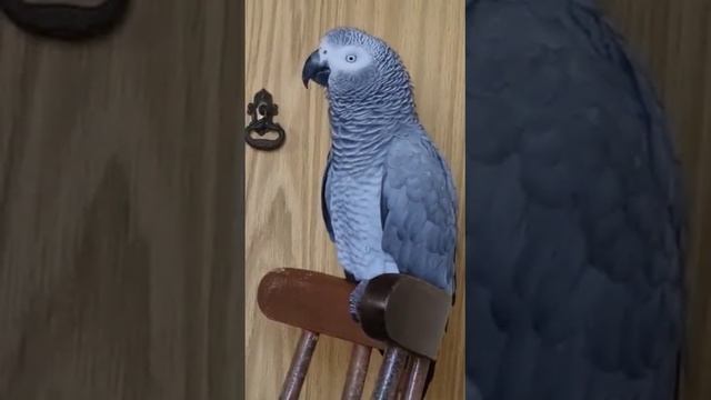 " Свой пацан" шутит. смотреть онлайн