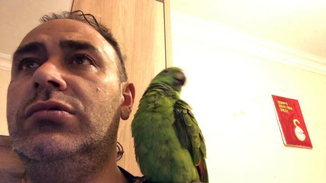 Melo ile maç izliyoruz fener beşiktaş смотреть онлайн