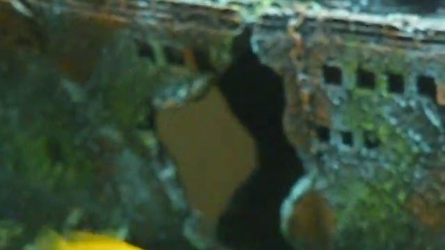 New Aquarium.AVI смотреть онлайн