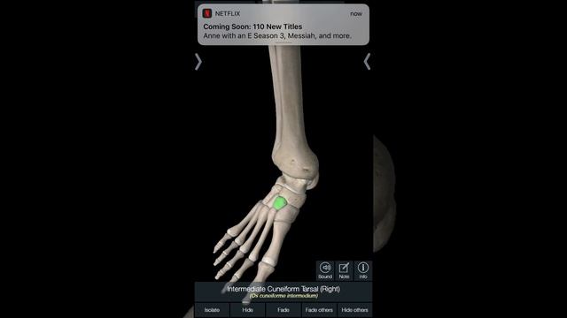 Essential Anatomy Video 1 смотреть онлайн