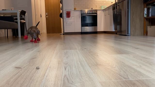 Mini dachshund puppy tries dog shoes for the first time ever смотреть онлайн