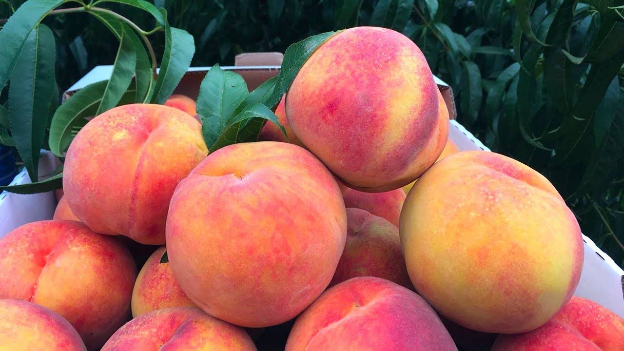 Персик Ред Хейвен 2020 ⧸ Лидер по морозостойкости!
