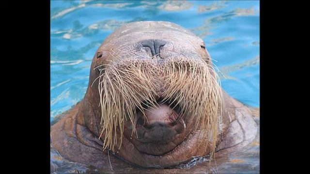 MC Shithead "Constipated Walrus" смотреть онлайн