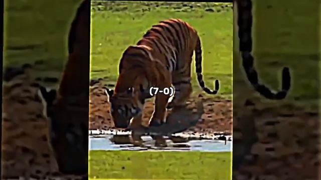 БЕНГАЛЬСКИЙ ТИГР VS ГУБАЧ#поддержите_меня_друзья #рекомендации смотреть онлайн