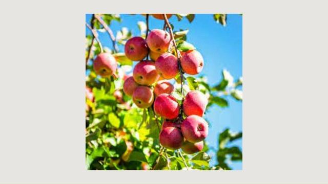 Apple - Fruit ( Flash Knowledge BTB ) смотреть онлайн