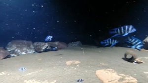 Кормление фронтоз артемией