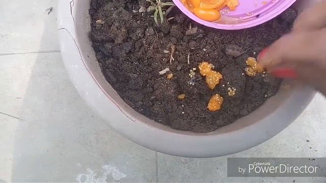 How to grow physalis from seeds/रसभरी ( with update)चिरपोटी/ मकोय घर मे उगाऐ смотреть онлайн