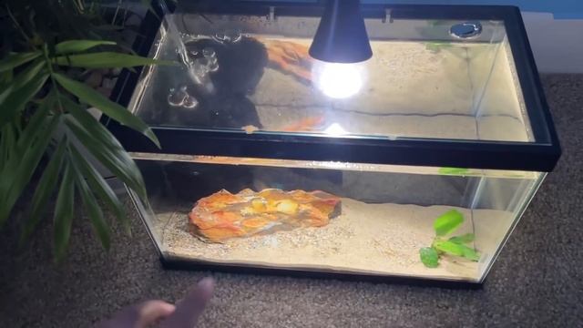 *RARE* BETTA FISH SHOPPING SPREE!! *NEW BETTA FISH* смотреть онлайн