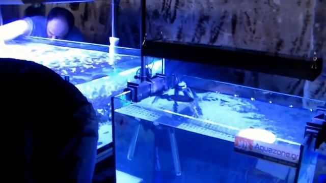 Aquazone.gr Frag And Plant Swap Athens 21/4 - 2013 Part 2 смотреть онлайн