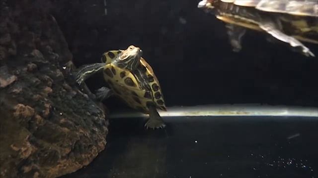 Easy Home Remedies For Turtle Eye Infection смотреть онлайн
