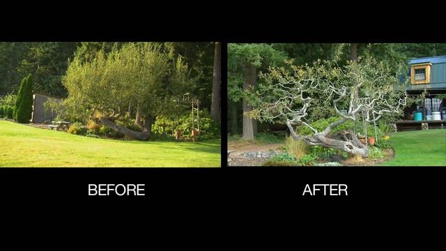 Back to Eden Gardening - How To Prune Fruit Trees for Maximum Production with Arborist Paul Gautsch смотреть онлайн