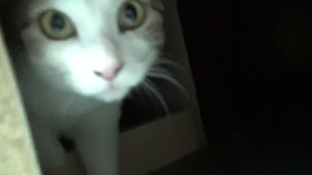 ВЛОГ Едем гладить кошек в КотоКЛУБ!!! Как Алиса и Лёва обычно играют! Мили Ванили смотреть онлайн