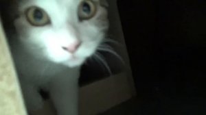 ВЛОГ Едем гладить кошек в КотоКЛУБ!!! Как Алиса и Лёва обычно играют! Мили Ванили