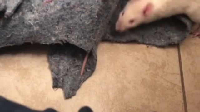 Pet rats' first week home | April 2019 смотреть онлайн