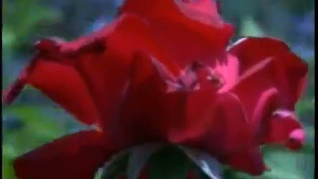 parque y jardines Monterrubio de la Serena.wmv смотреть онлайн