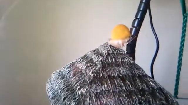 Female apple snail thinks she is lion king смотреть онлайн