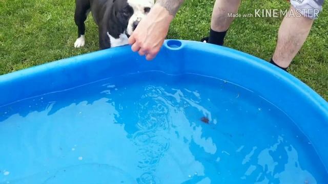 Shorty Playtime Day #1 | American Bully | Big Mike's Bullies смотреть онлайн