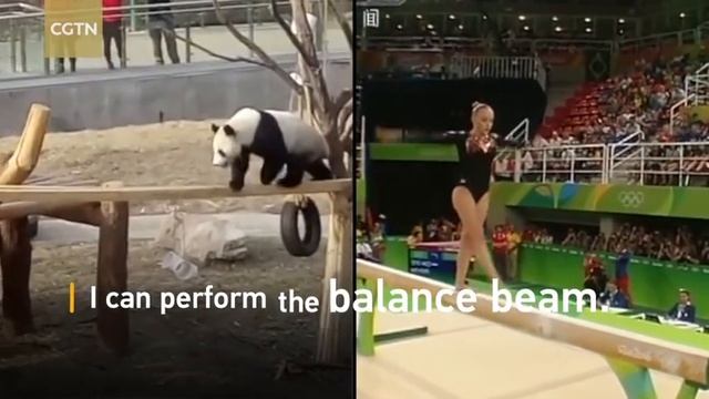 Cute ’Gymnastics Panda' makes 'trouble' in NE China смотреть онлайн