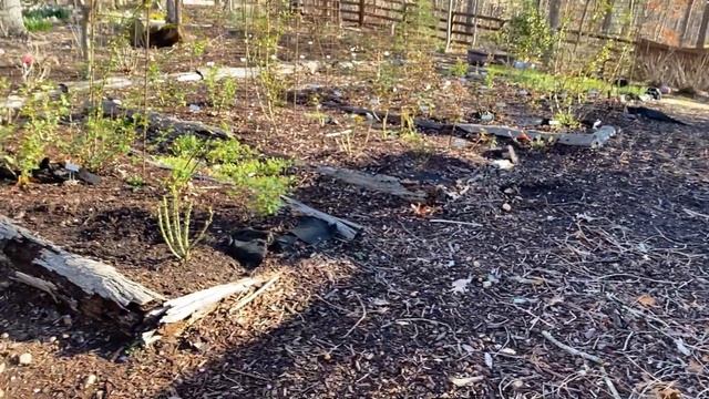 Exciting Changes Coming: Last Full Garden Tour! смотреть онлайн