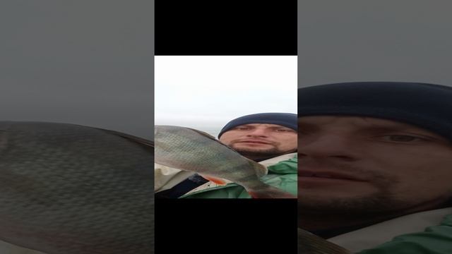 Сегодня снова окунь порадовал.