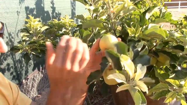 Growing Apple Trees in Pots in Arizona | First Apple Harvest смотреть онлайн