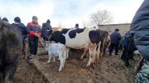 Айбек Карымов кордунбу