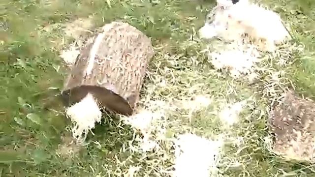 Noodle 1 смотреть онлайн