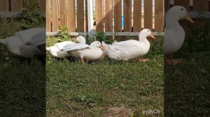 Отзыв. Утки СК - 6