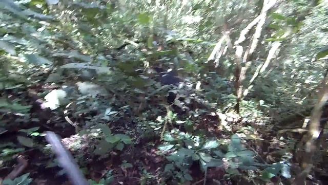 Porco na mira, Caça ao javali. смотреть онлайн