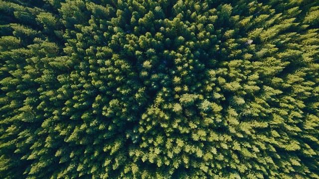 Redwoods From Above - MacOS Sonoma Live Wallpaper, Drone Footage - Landscape смотреть онлайн