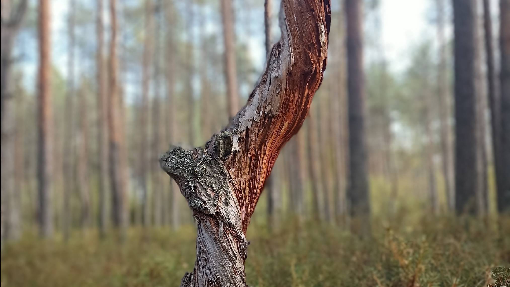 Аномальные деревья в лесах Великого Устюга