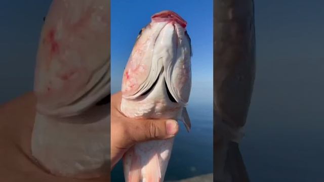 Мировой закусон